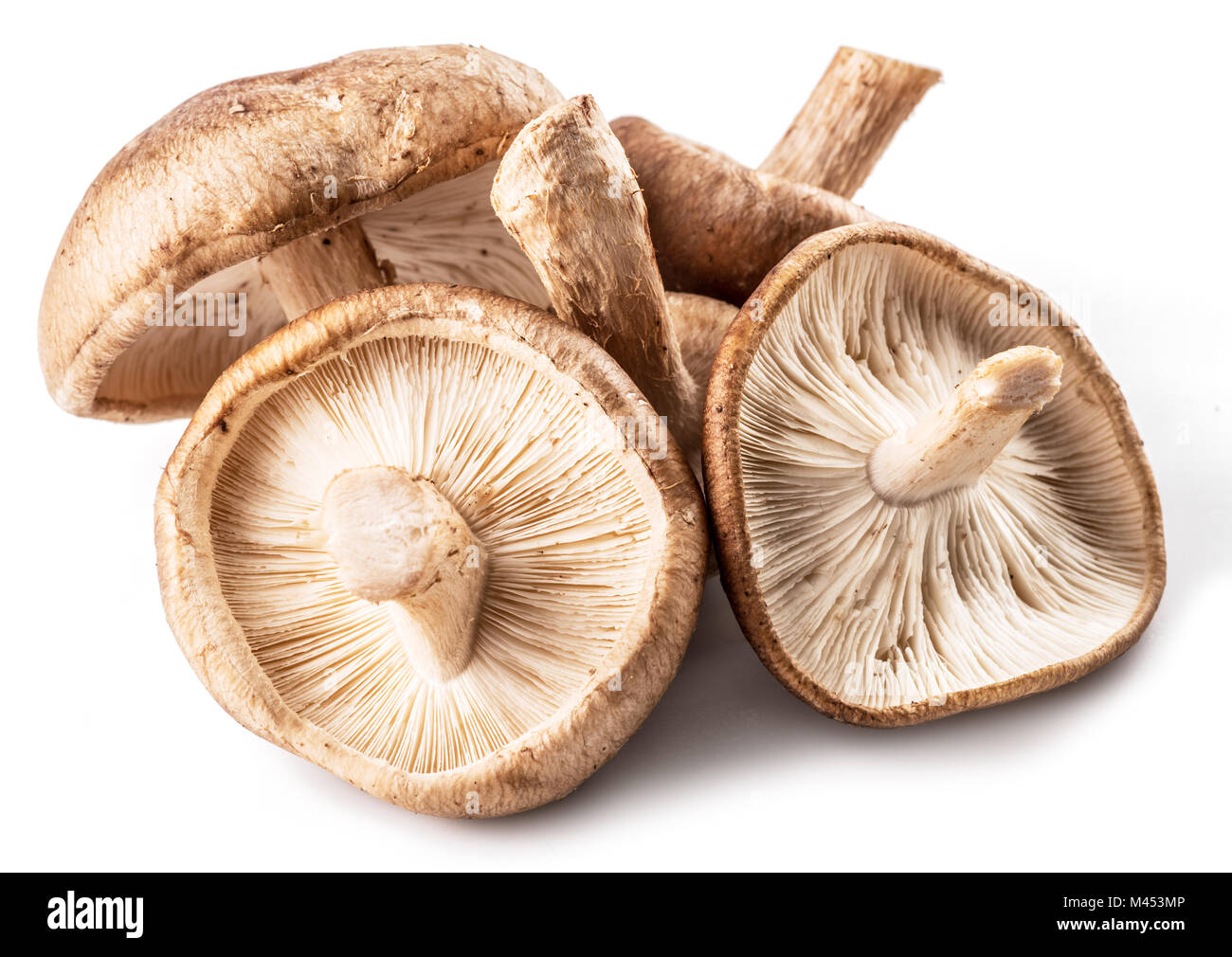 Oakwood mushroom Cut Out Stock Images & Pictures - Alamy