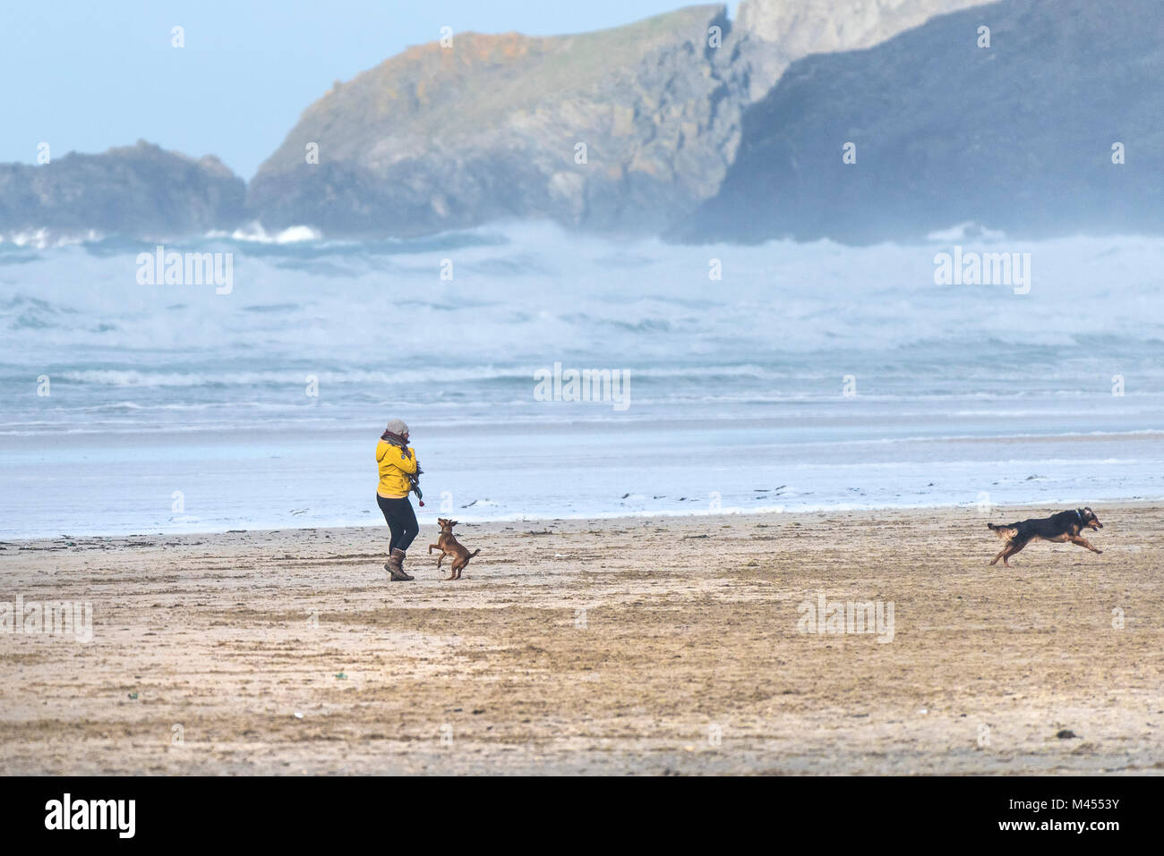 A dog walker exercising her dogs on Perranporth Beach in Cornwall UK. Stock Photo