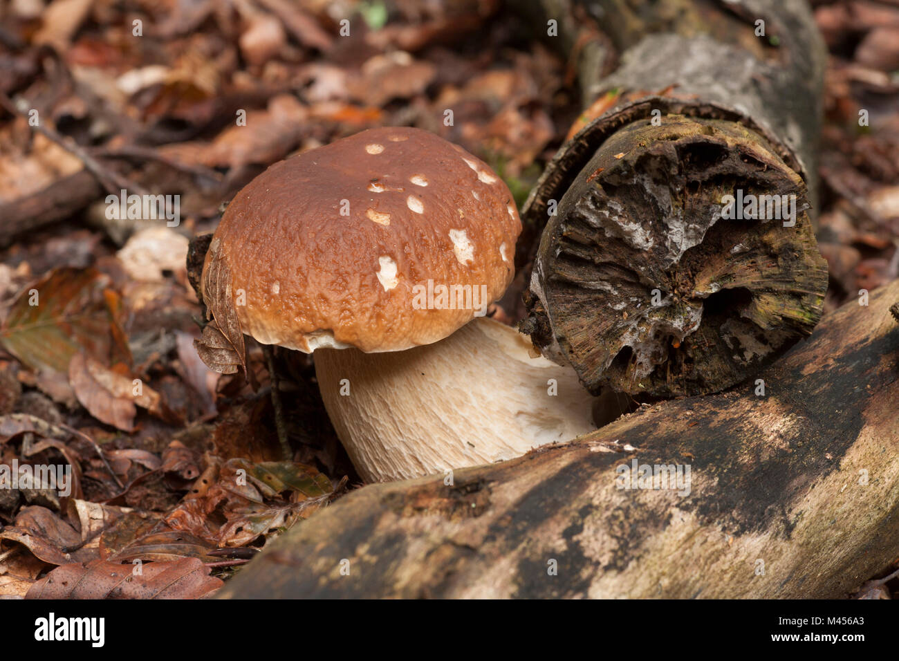 A boletus edulis, cep or penny bun toadstool growing in the New Forest Hampshire England UK GB Stock Photo