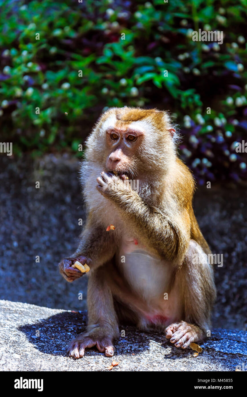 Monkey eating peanut at Monkey Hill, Phuket, Thailand Stock Photo - Alamy