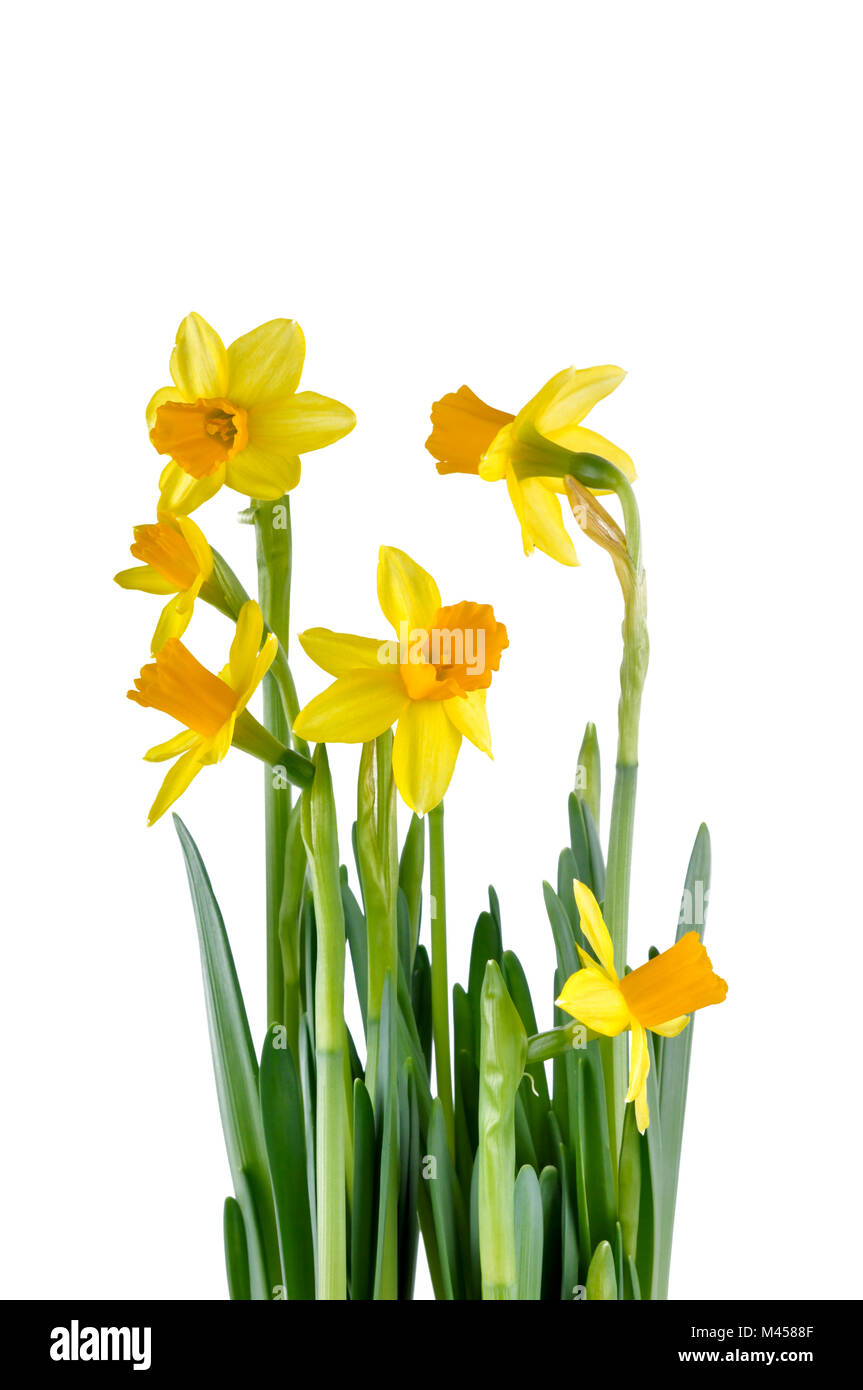 beautiful yellow daffodils isolated on white background Stock Photo - Alamy