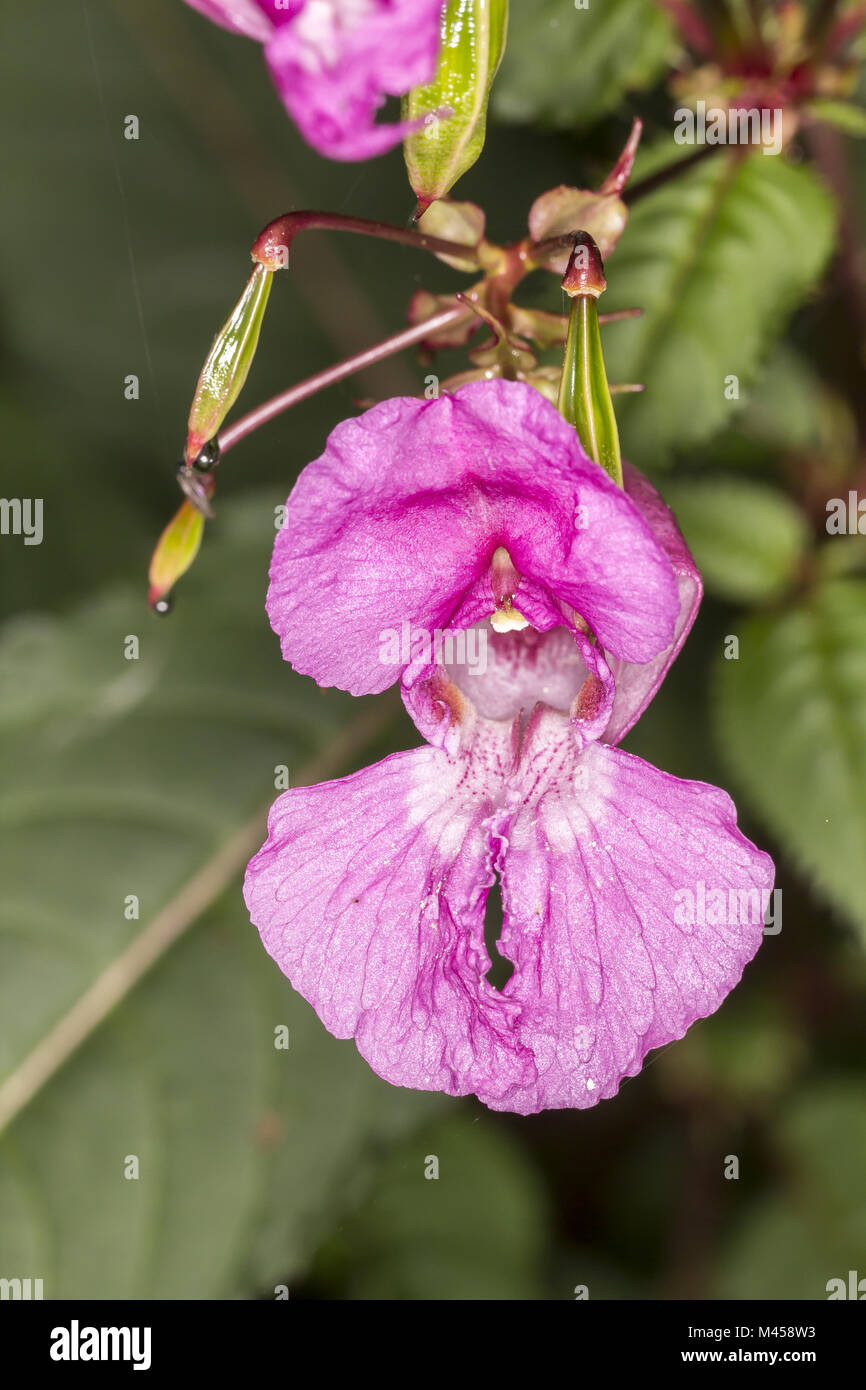 Impatiens glandulifera, Policeman's helmet, Bobby Stock Photo