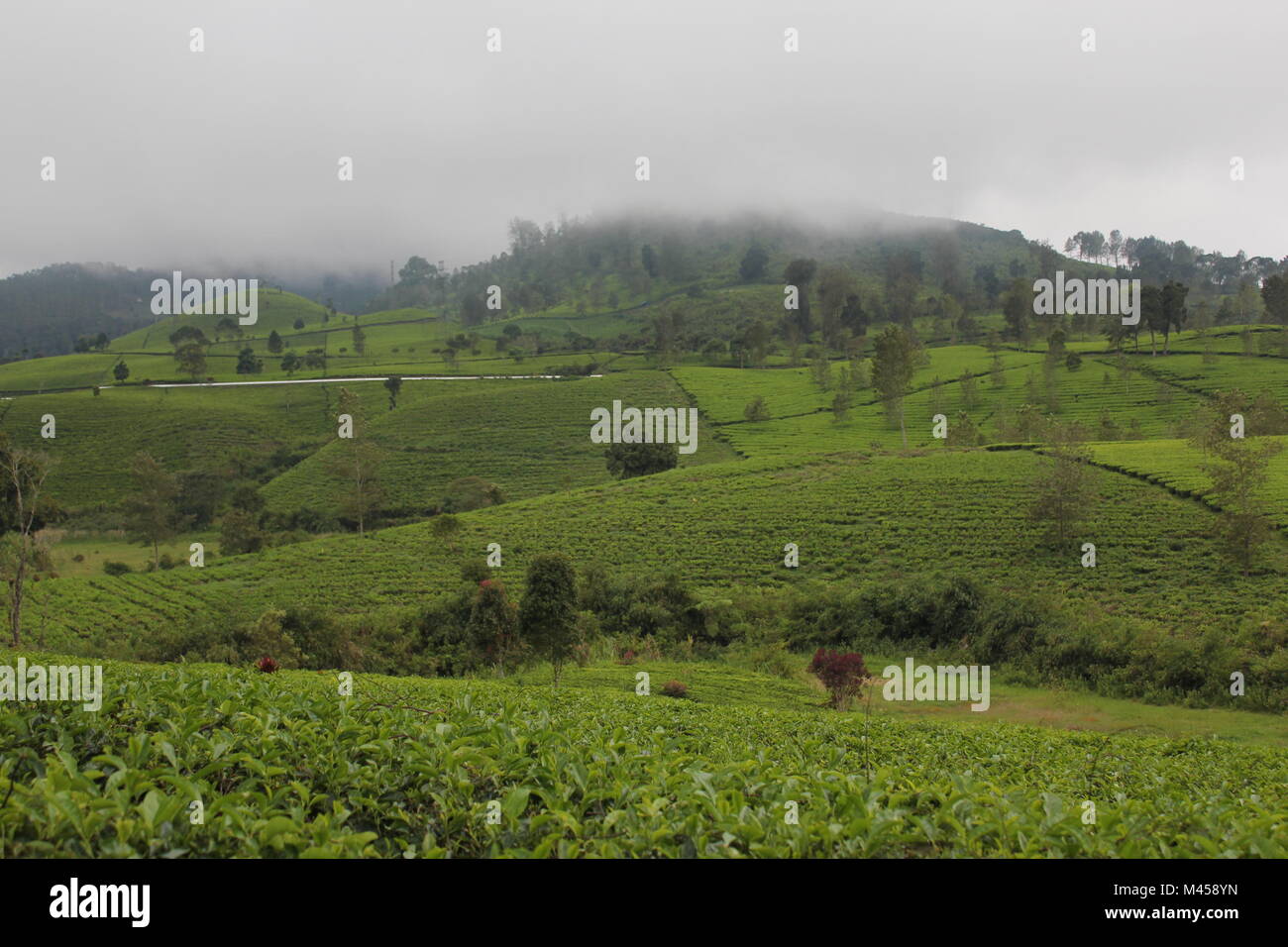 BANDUNG, INDONESIA. Malabar tea plantation in Pangalengan, Bandung, West Java, Indonesia. Stock Photo