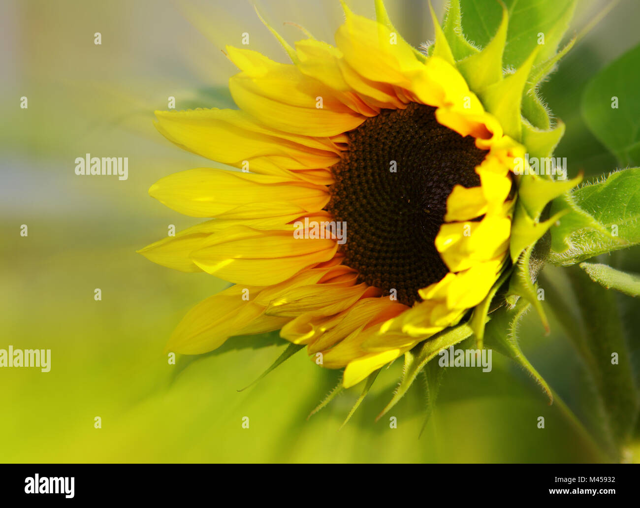 Sunflower bouquet isolated on green background.Mother's day card. Stock Photo