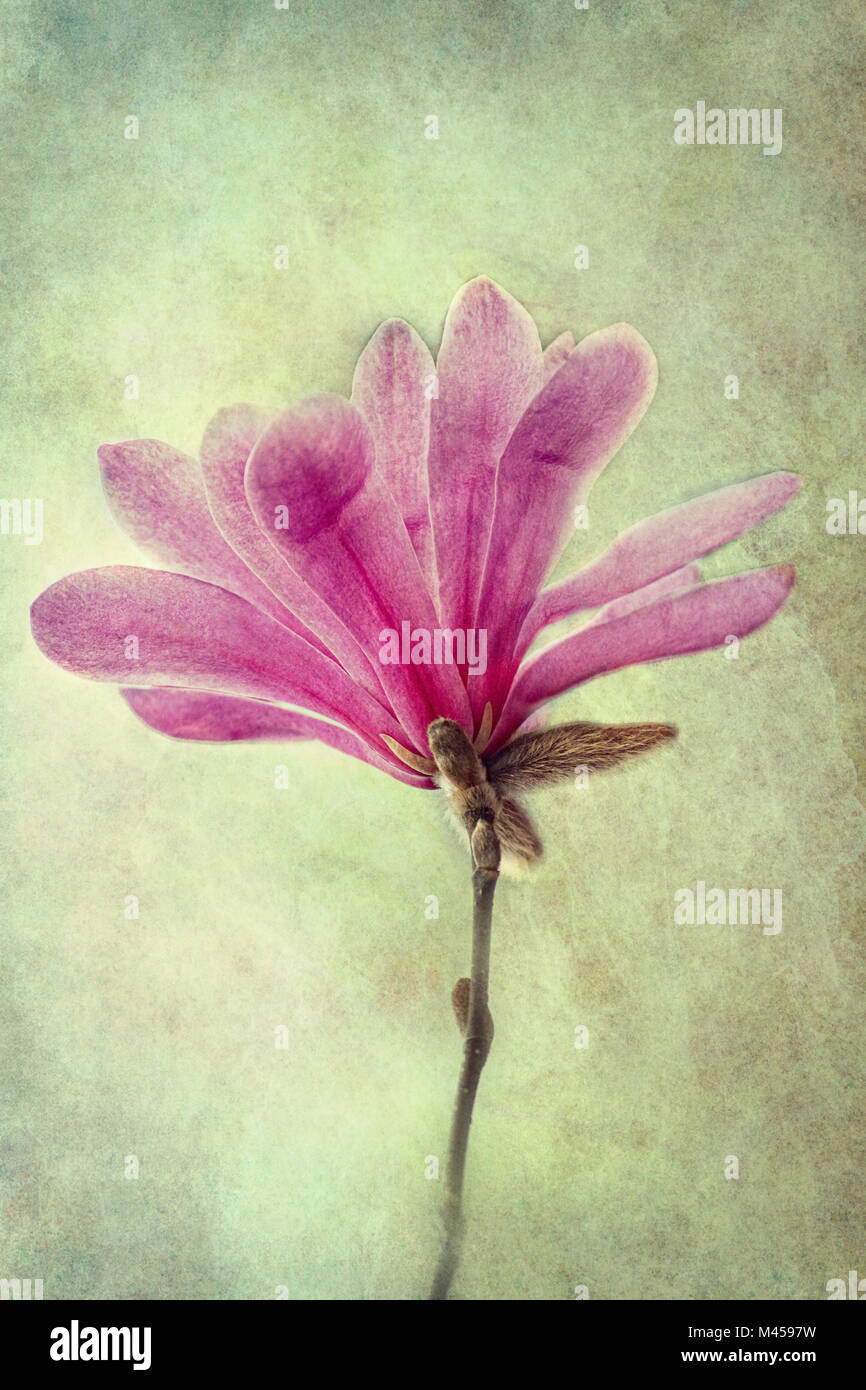 Stella stellata hi-res stock photography and images - Alamy