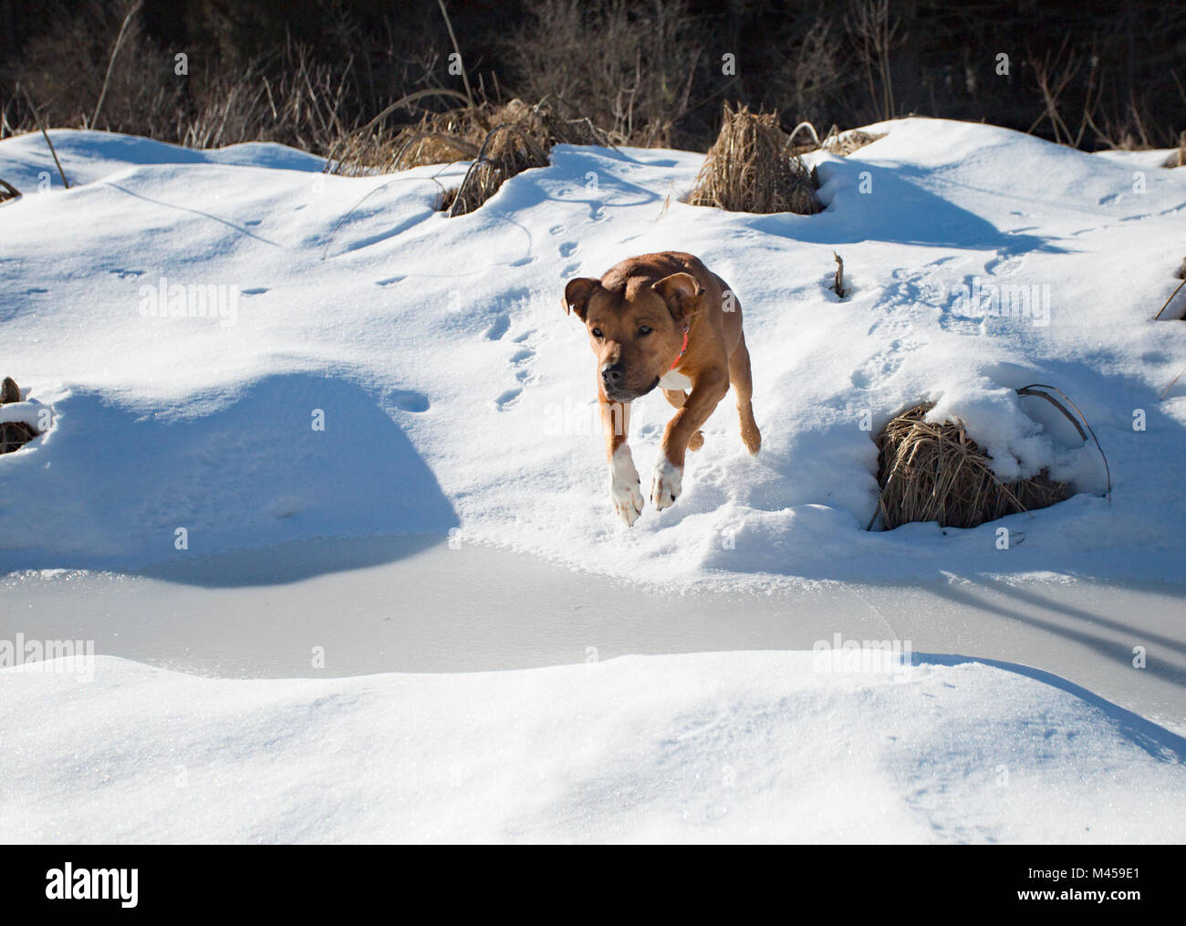 Big Dog Jumping Stock Photos Big Dog Jumping Stock Images