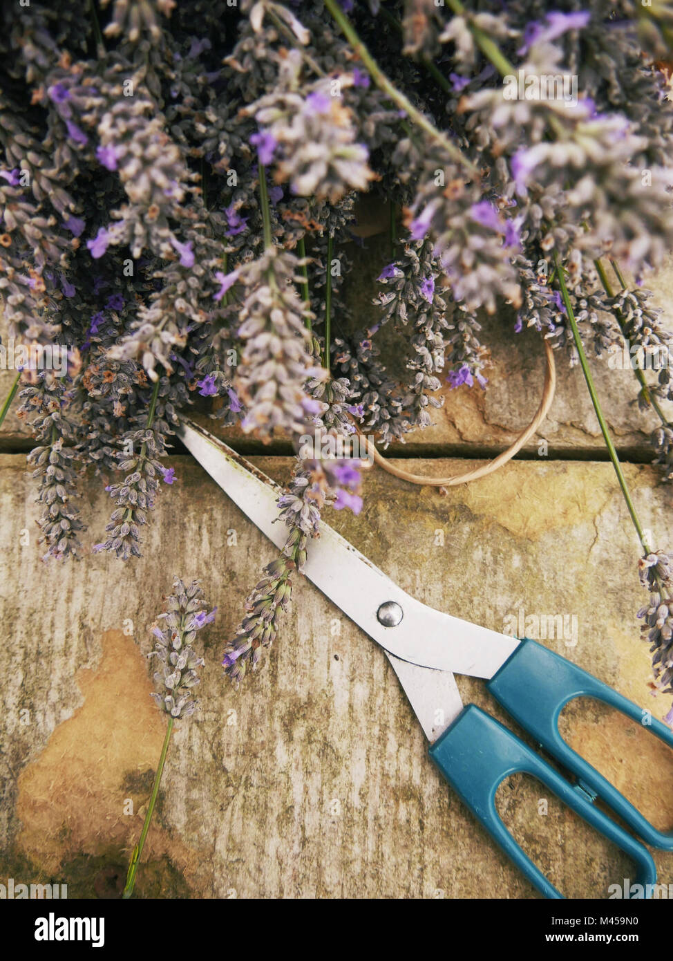 Picking Lavender at Hitchin Lavender Farm Stock Photo