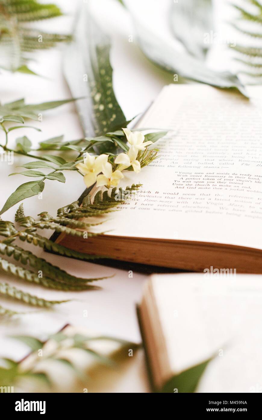 Books and Plants Stock Photo