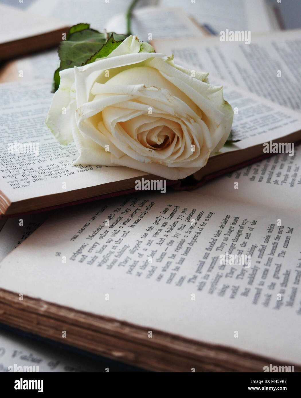 The Literary Rose Stock Photo