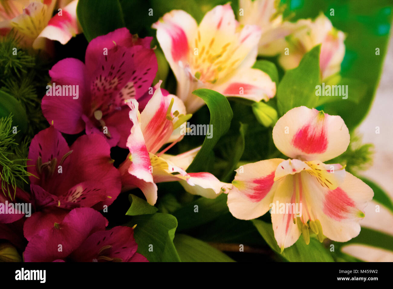 It is flower that is so colorful and beautiful Stock Photo