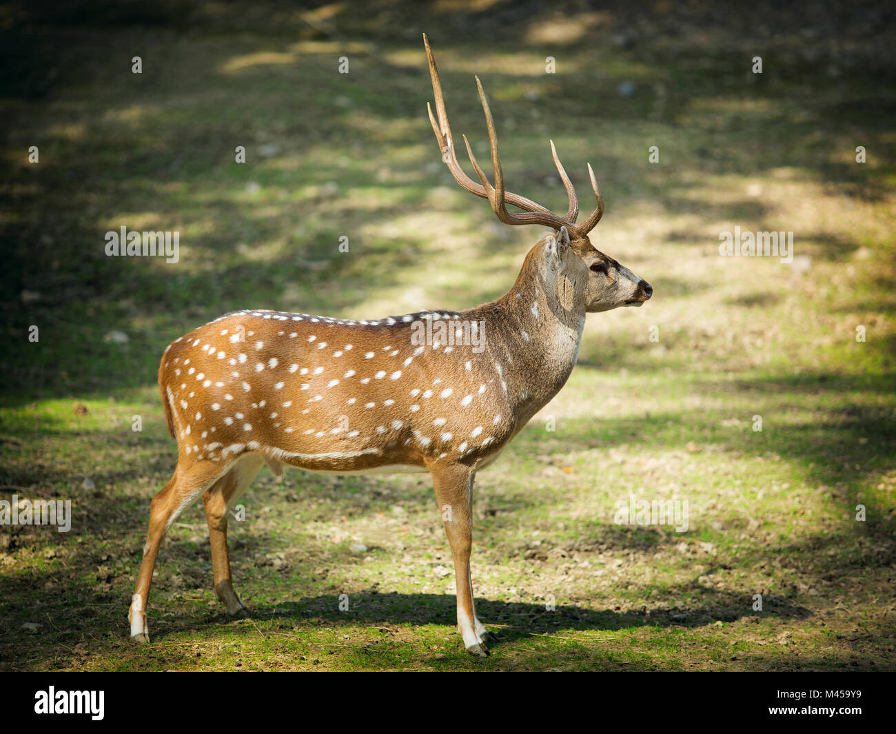 Spotted deer the chital or cheetal hi-res stock photography and images