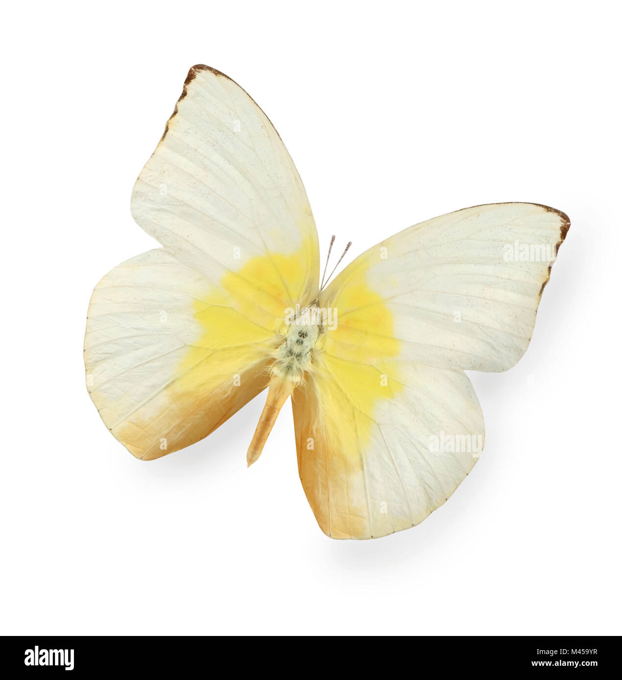 Yellow and beige butterfly isolated on white Stock Photo