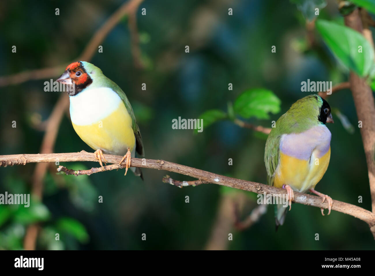 finches sitting on a branch in the forest Stock Photo