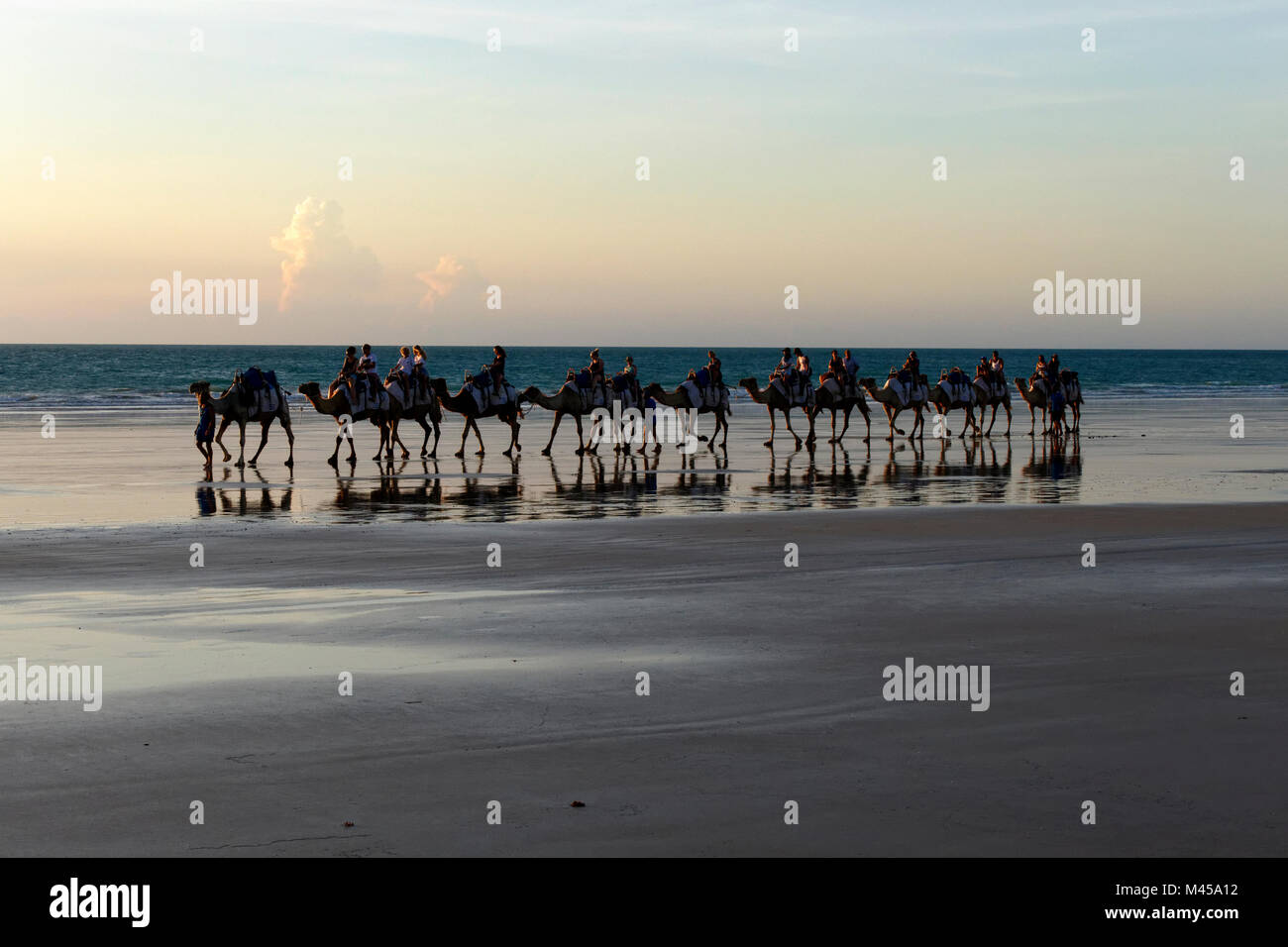 Camels being ridden by tourists on Cable Beach, Broome, West Kimberley ...