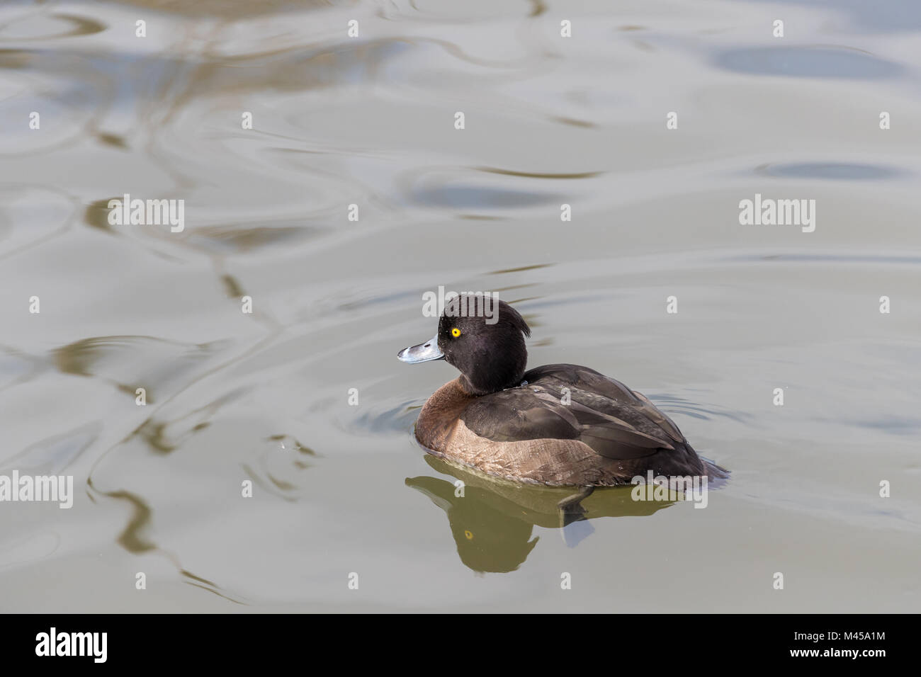 Tufted duck (Aythya fuligula) swimming close up Stock Photo