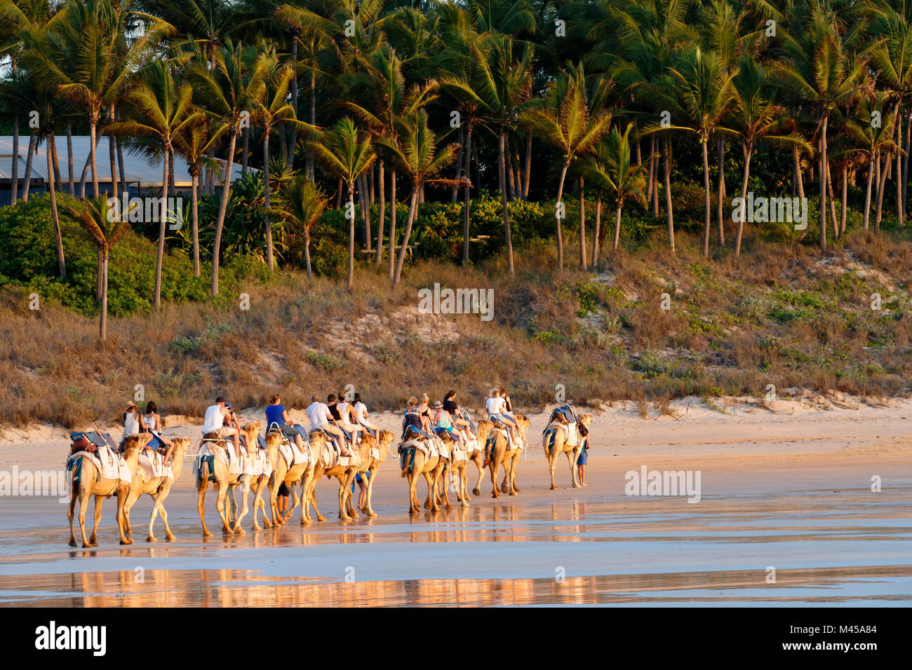 Cable beach australia camels hi-res stock photography and images - Alamy