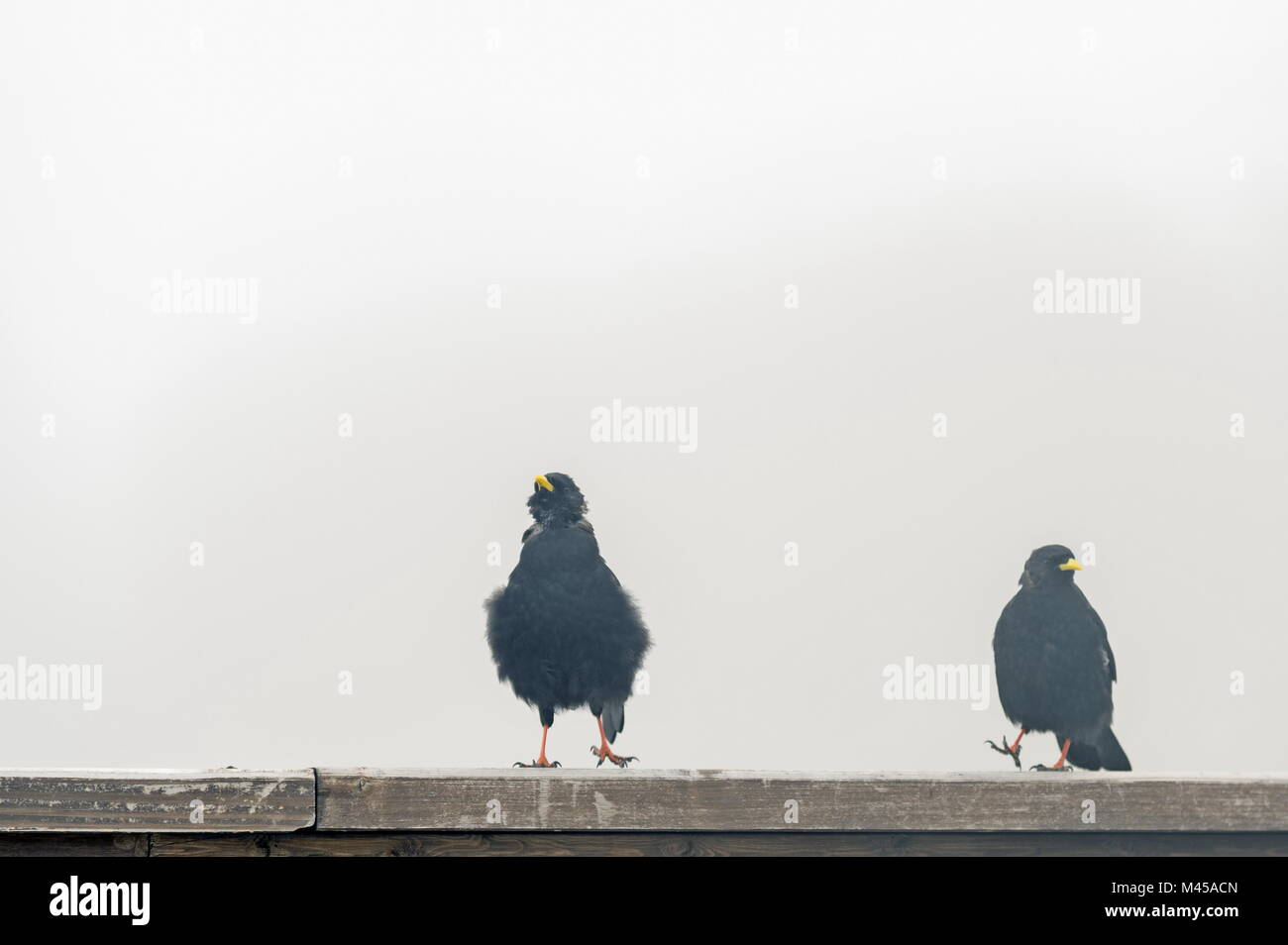 2 choughs (Pyrrhocorax graculus) sitting in the fo Stock Photo