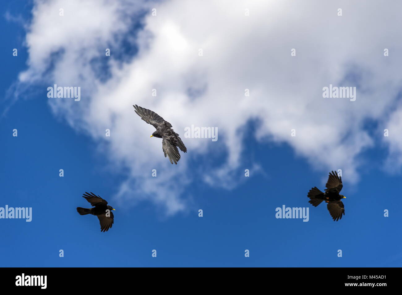 3 Alpendohlen in a dogfight against a blue sky and Stock Photo