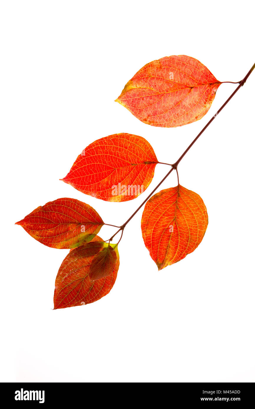 Branch of autumn leaves isolated on white background Stock Photo - Alamy