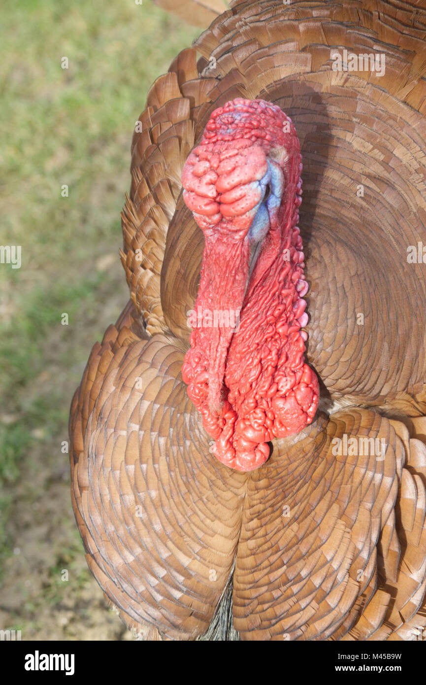 Buff Turkey High Resolution Stock Photography and Images - Alamy