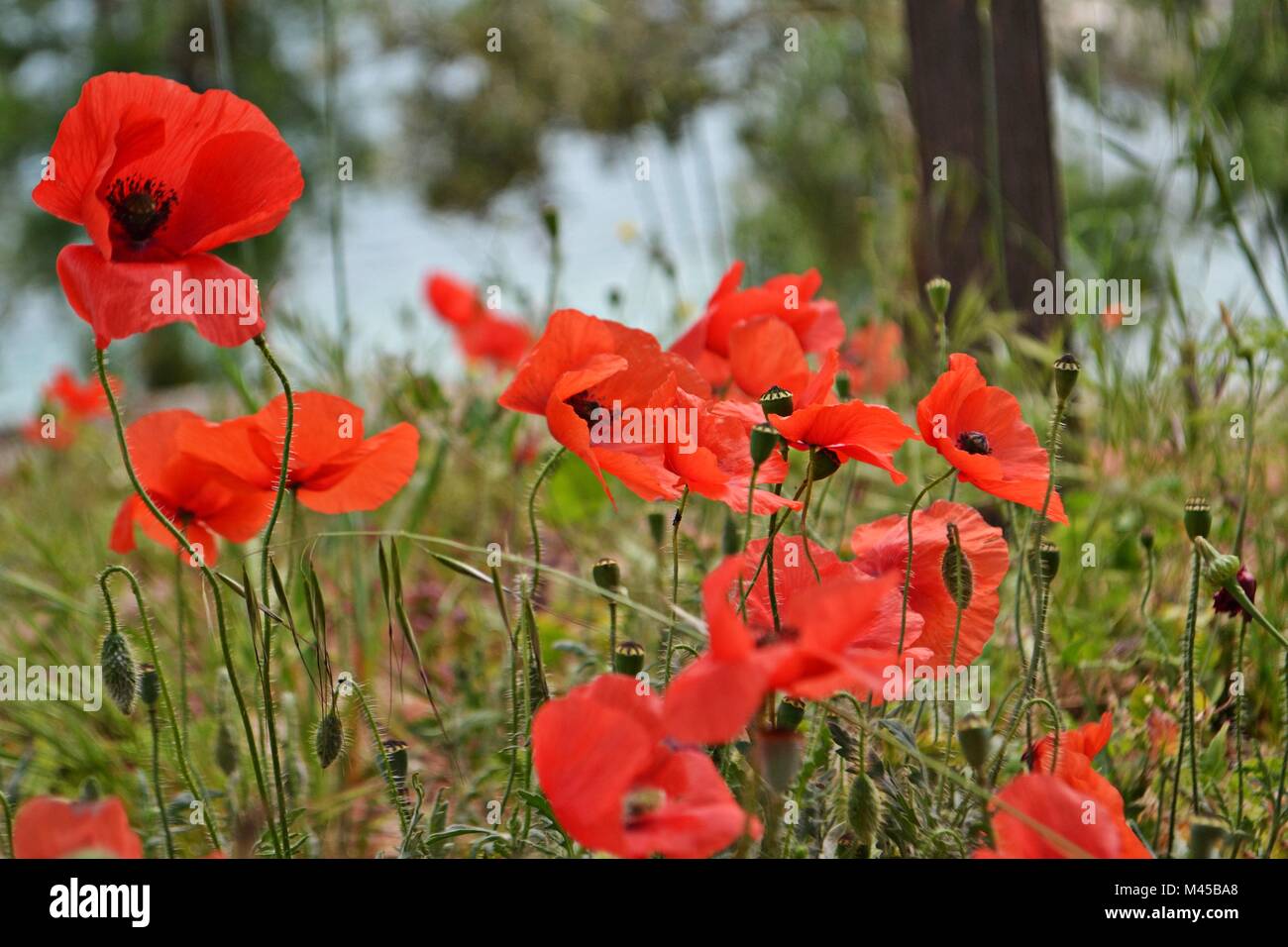 Field of poppy flowers of red color under blue sky Stock Photo - Alamy