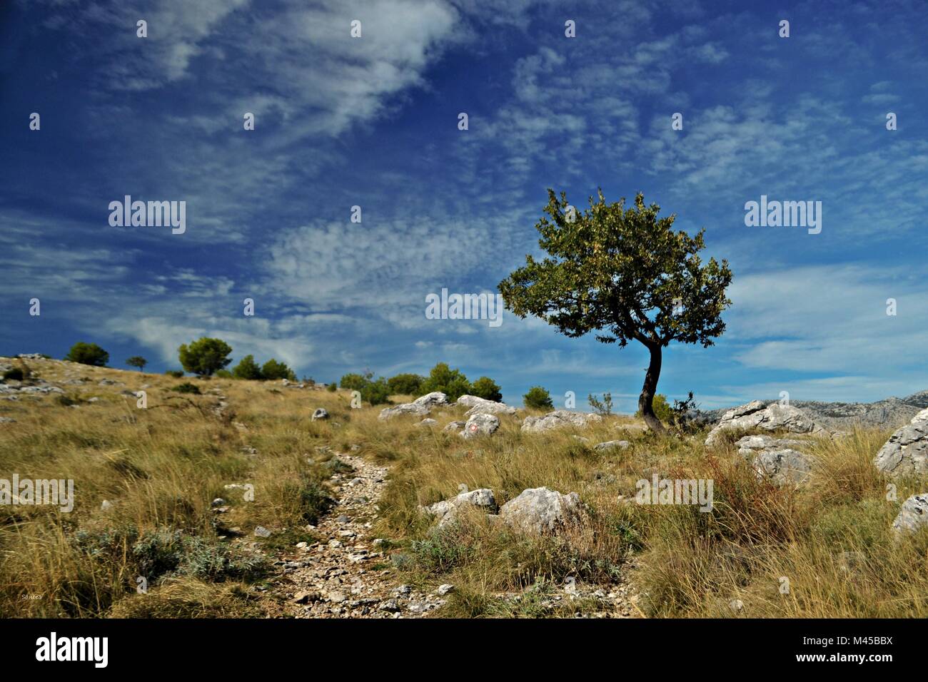 Lonely tree on mountain top hi-res stock photography and images - Alamy