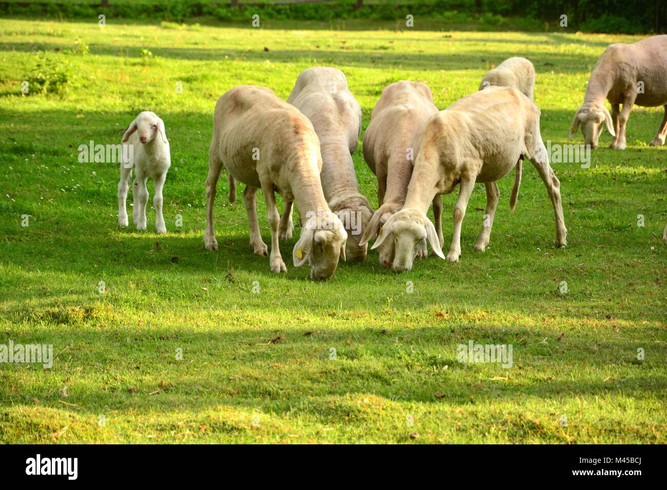 group of sheep Stock Photo Alamy