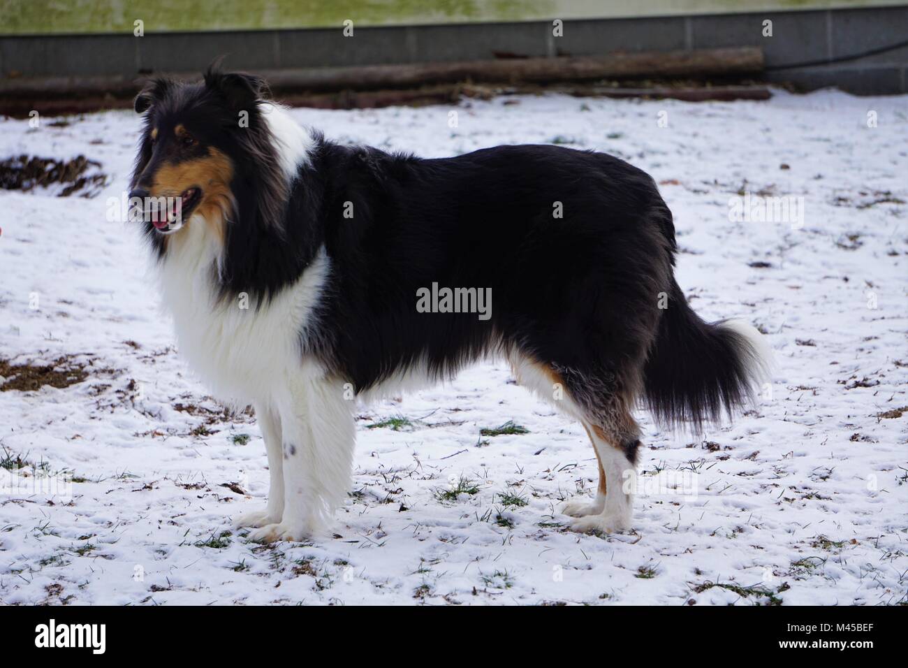 Beautiful Rough Collie Stock Photo