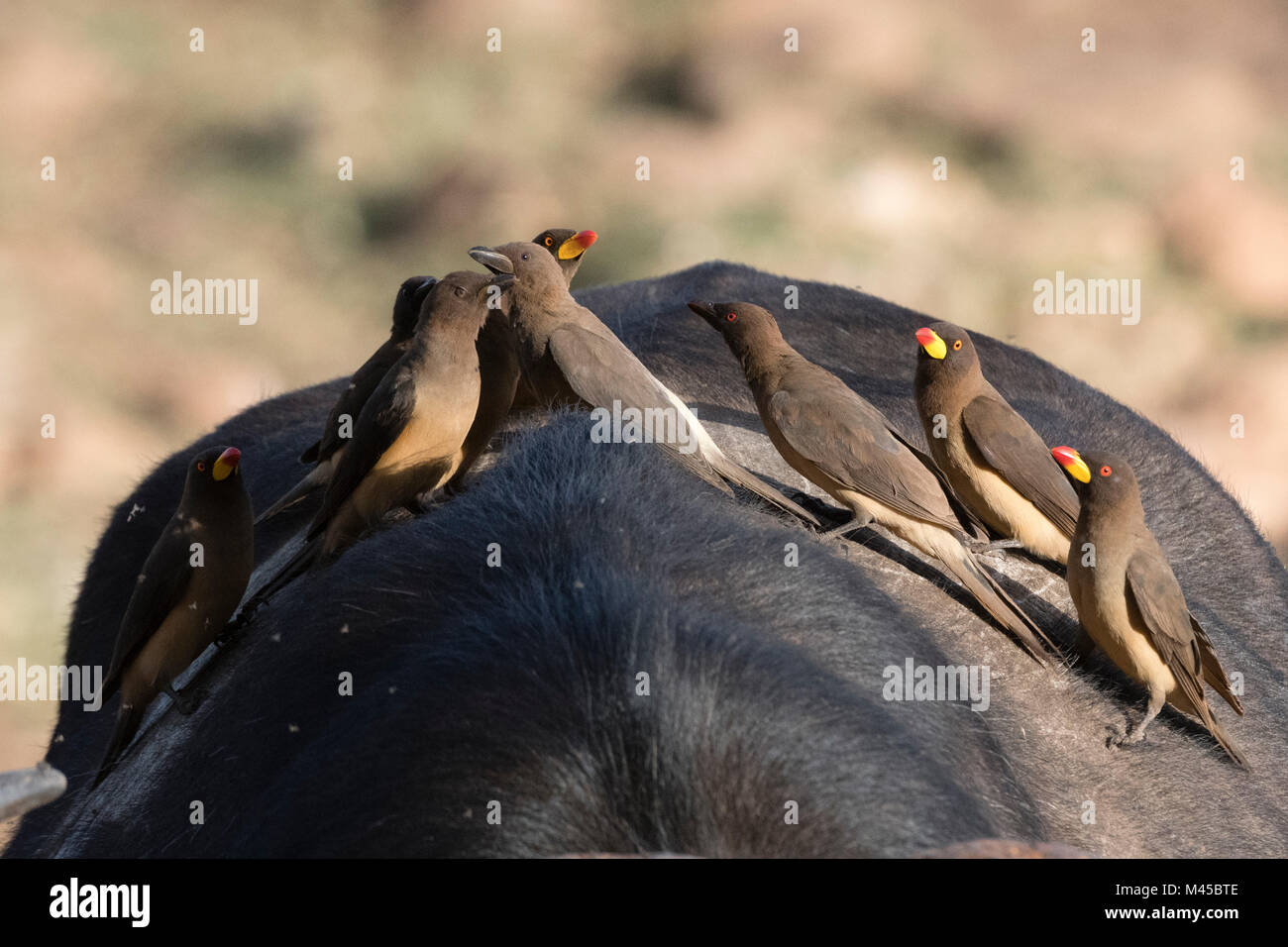 African buffalo (Syncerus caffer), with Yellow-billed Oxpeckers (Buphagus africanus), looking for parasites, Tsavo, Kenya Stock Photo