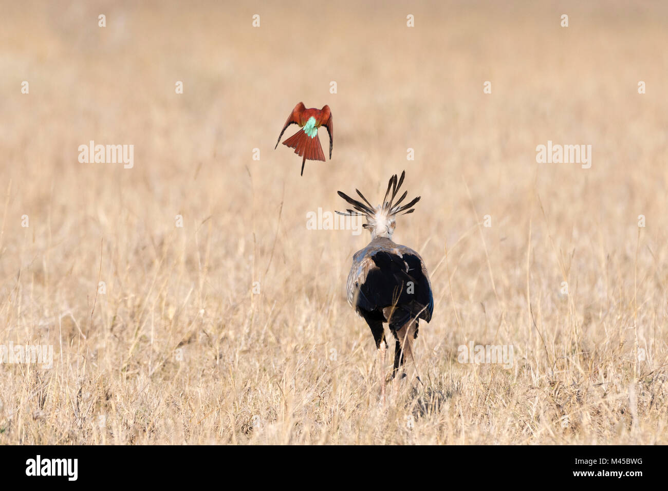 A secretary Bird (Sagittarius serpentarius), searching for food, followed by a carmine bee-eater (Merops rubicus), Tsavo, Kenya Stock Photo