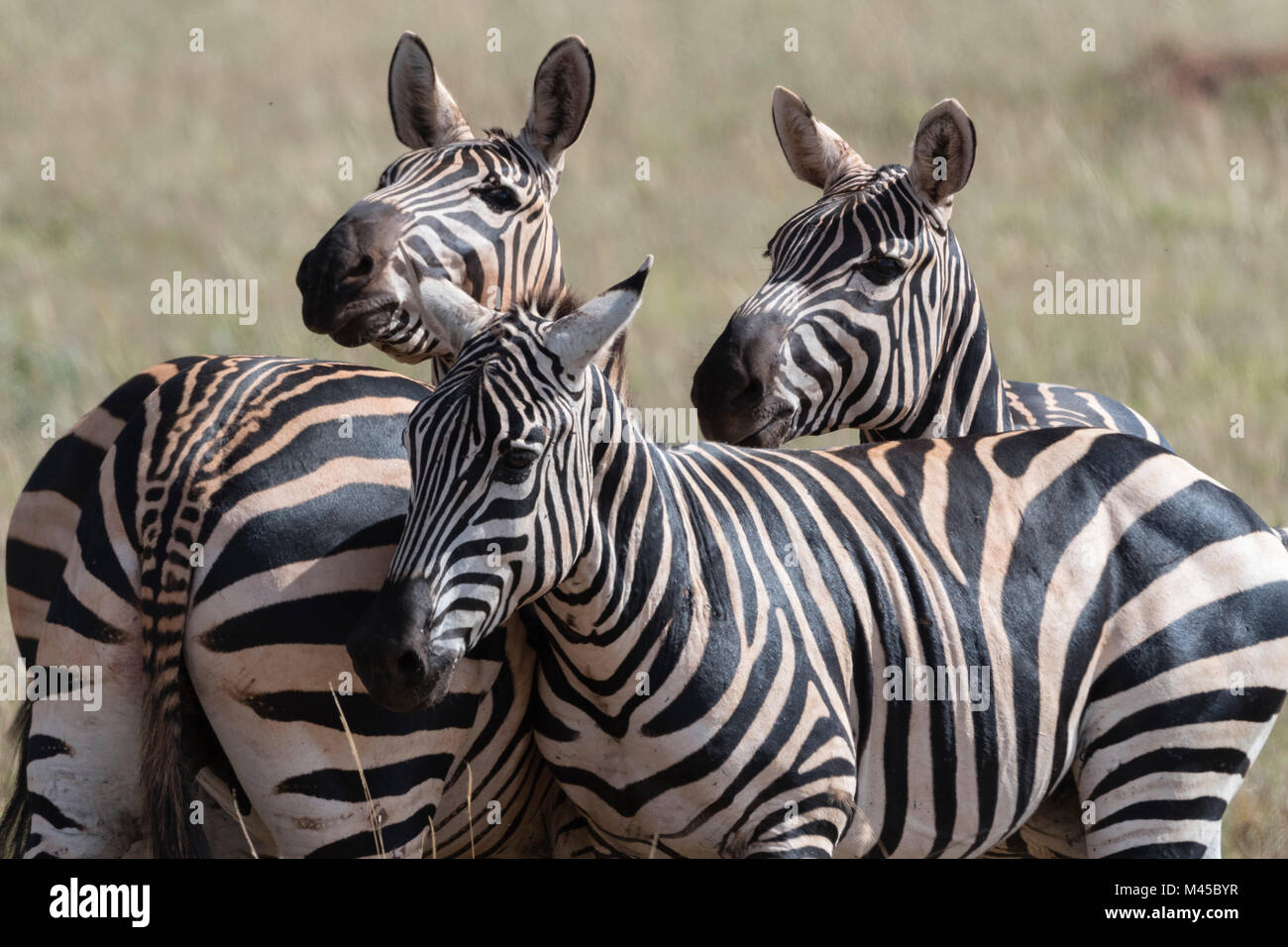 The three species of zebra hires stock photography and images Alamy