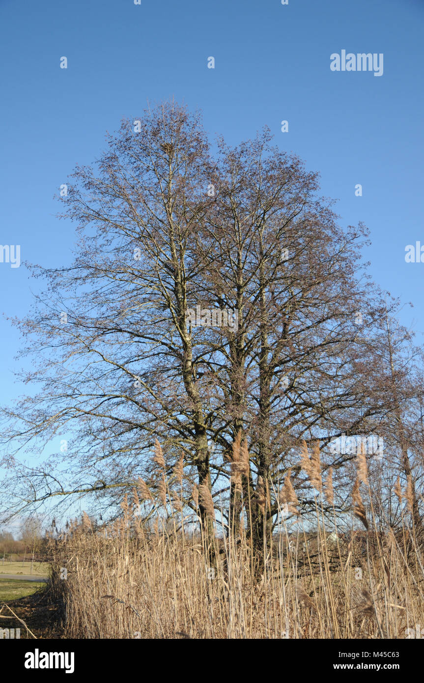 Alnus glutinosa, Black alder, trees in winter Stock Photo - Alamy