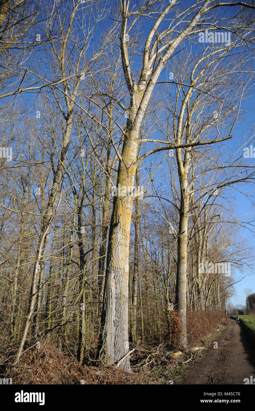 Balsam poplar trees hi-res stock photography and images - Alamy