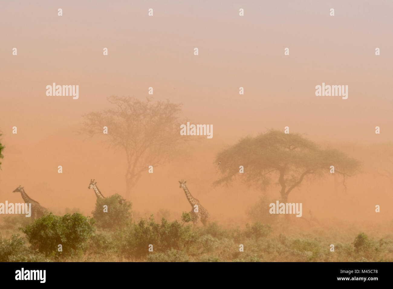Three Maasai giraffes (Giraffa camelopardalis tippelskirchi), in dust storm, Tsavo, Kenya, Africa Stock Photo