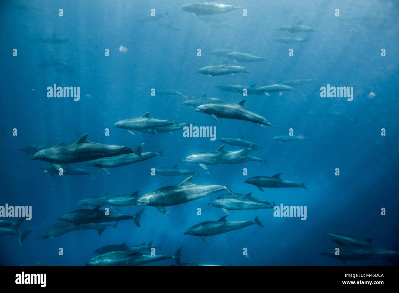 Large group of bottlenose dolphins, Seymour, Galapagos, Ecuador, South America Stock Photo
