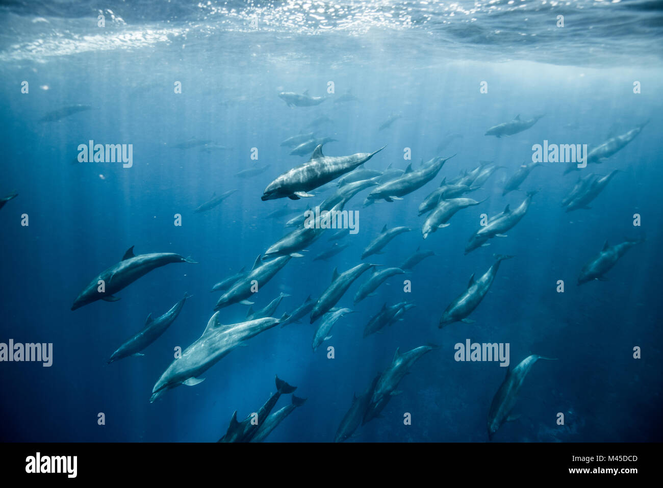 Large group of bottlenose dolphins, Seymour, Galapagos, Ecuador, South America Stock Photo