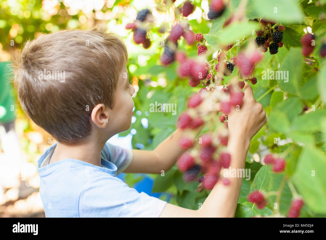 Boy picking berries off tree Stock Photo