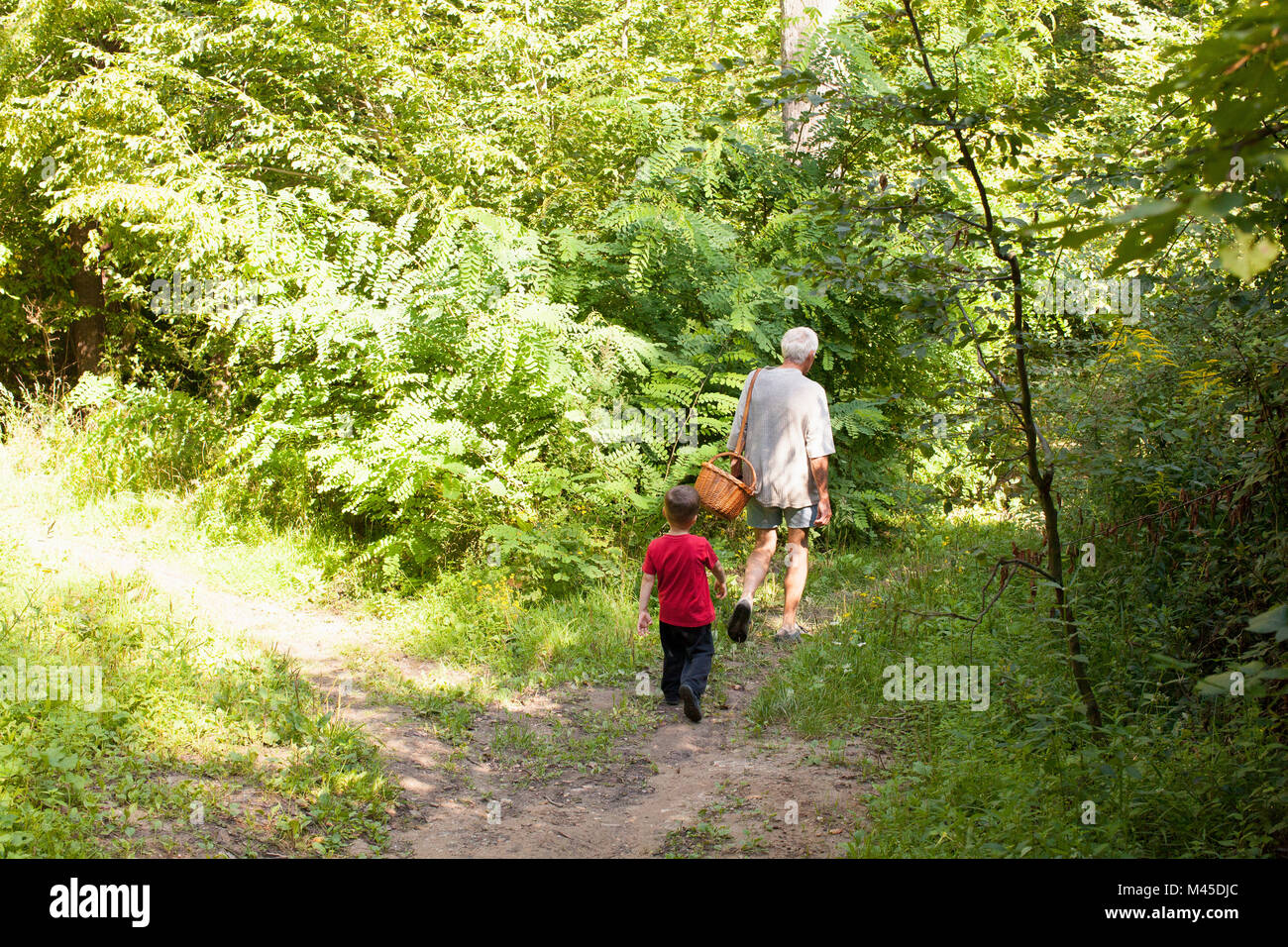 Grandfather and grandson mushroom hunting in forest, Prievidza, Banska Bystrica, Slovak Republic Stock Photo