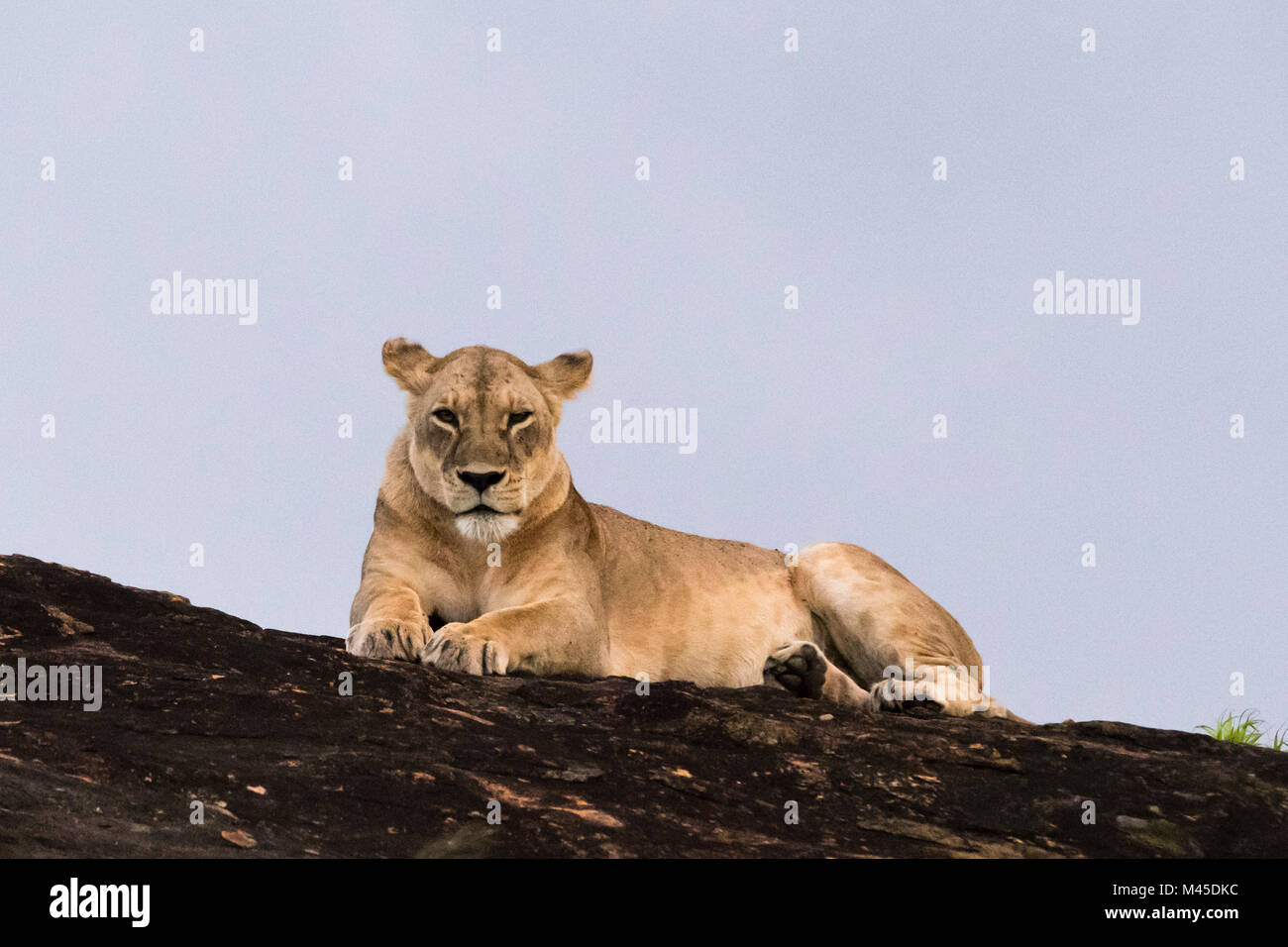 Lioness (Panthera leo) resting on a Kopje known as Lion Rock in Lualenyi reserve, Tsavo, Kenya Stock Photo