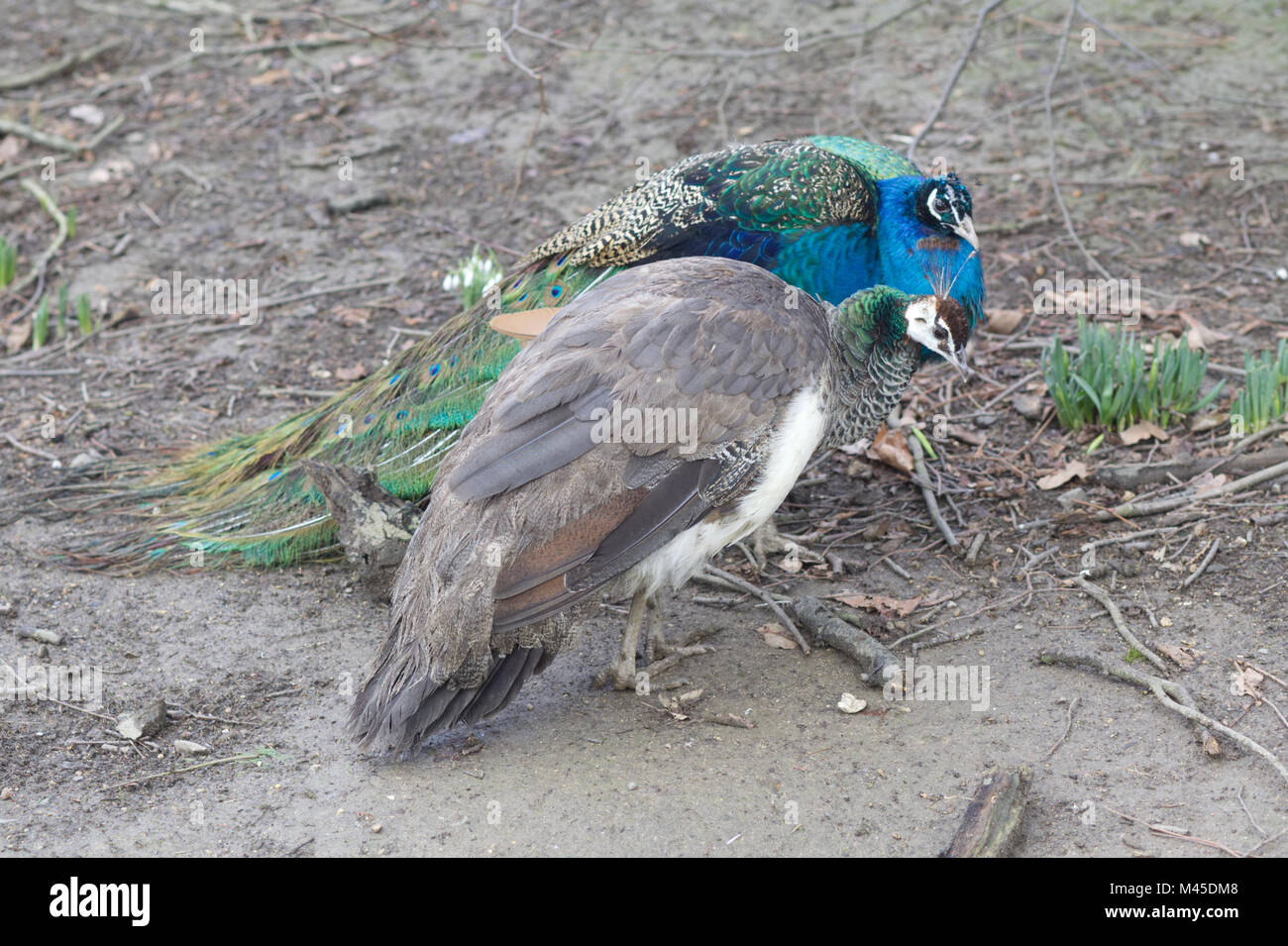 young male and female peafowl Stock Photo