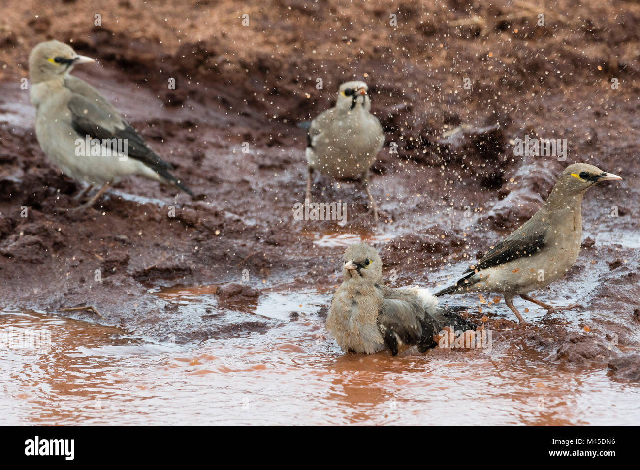 Wattled starlings (Creatophora cinerea) slashing in water hole, Tsavo, Kenya Stock Photo