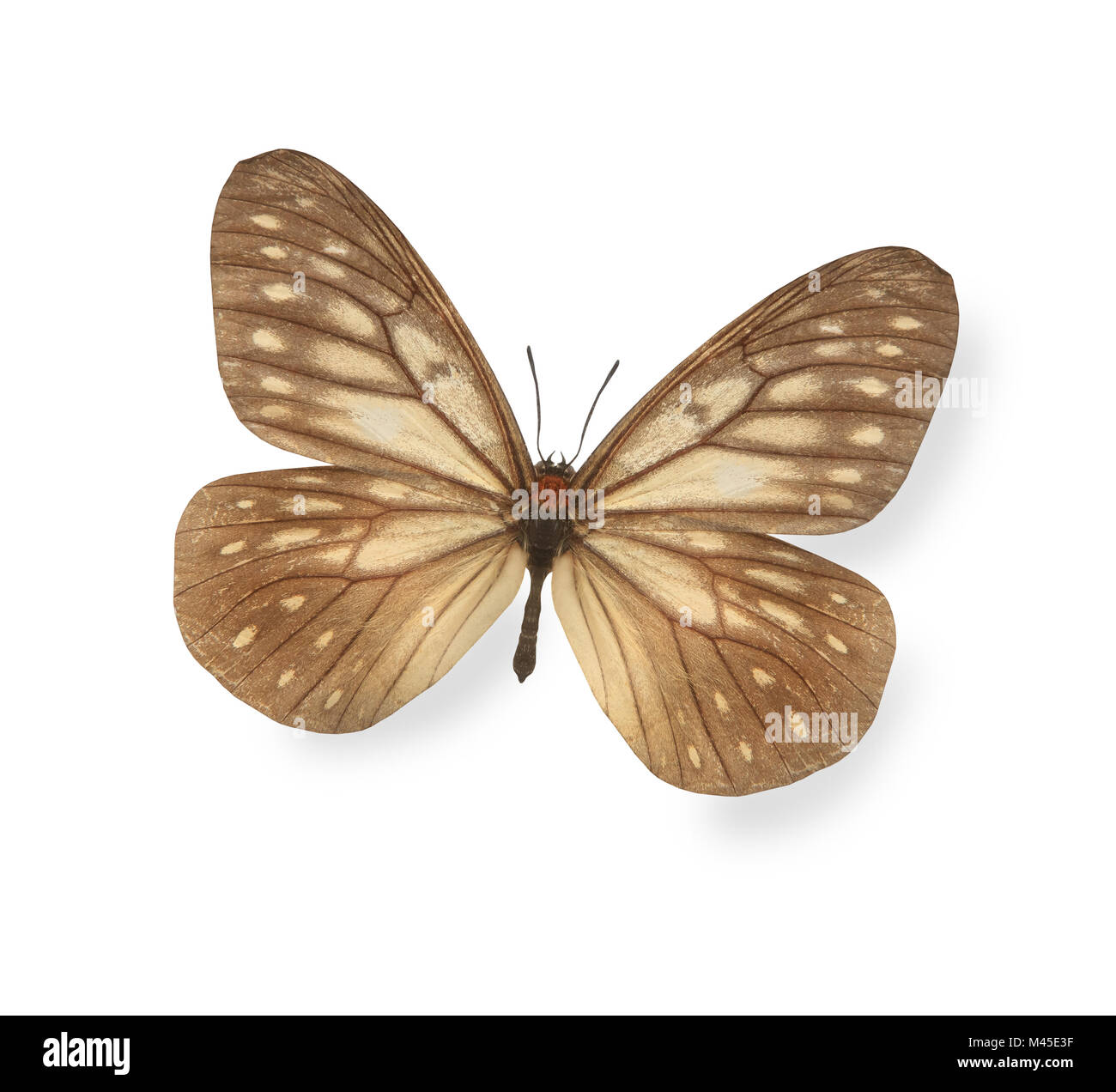 Winter Closed Butterfly with Square Neck (Sand Brown)
