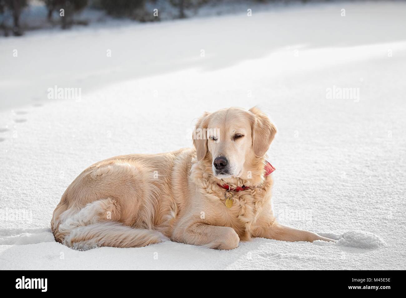 Golden retriever in the snow hi-res stock photography and images - Alamy