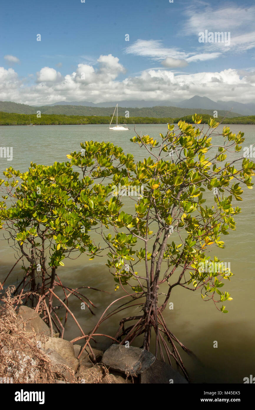 View from From Port Douglas marina park across a lone tree, North Queensland, Australia Stock Photo