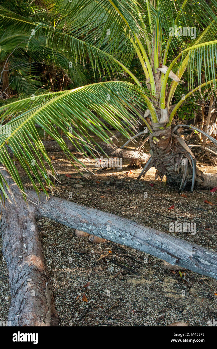 Palm trees in Port Douglas, Queensland, Australia Stock Photo Alamy
