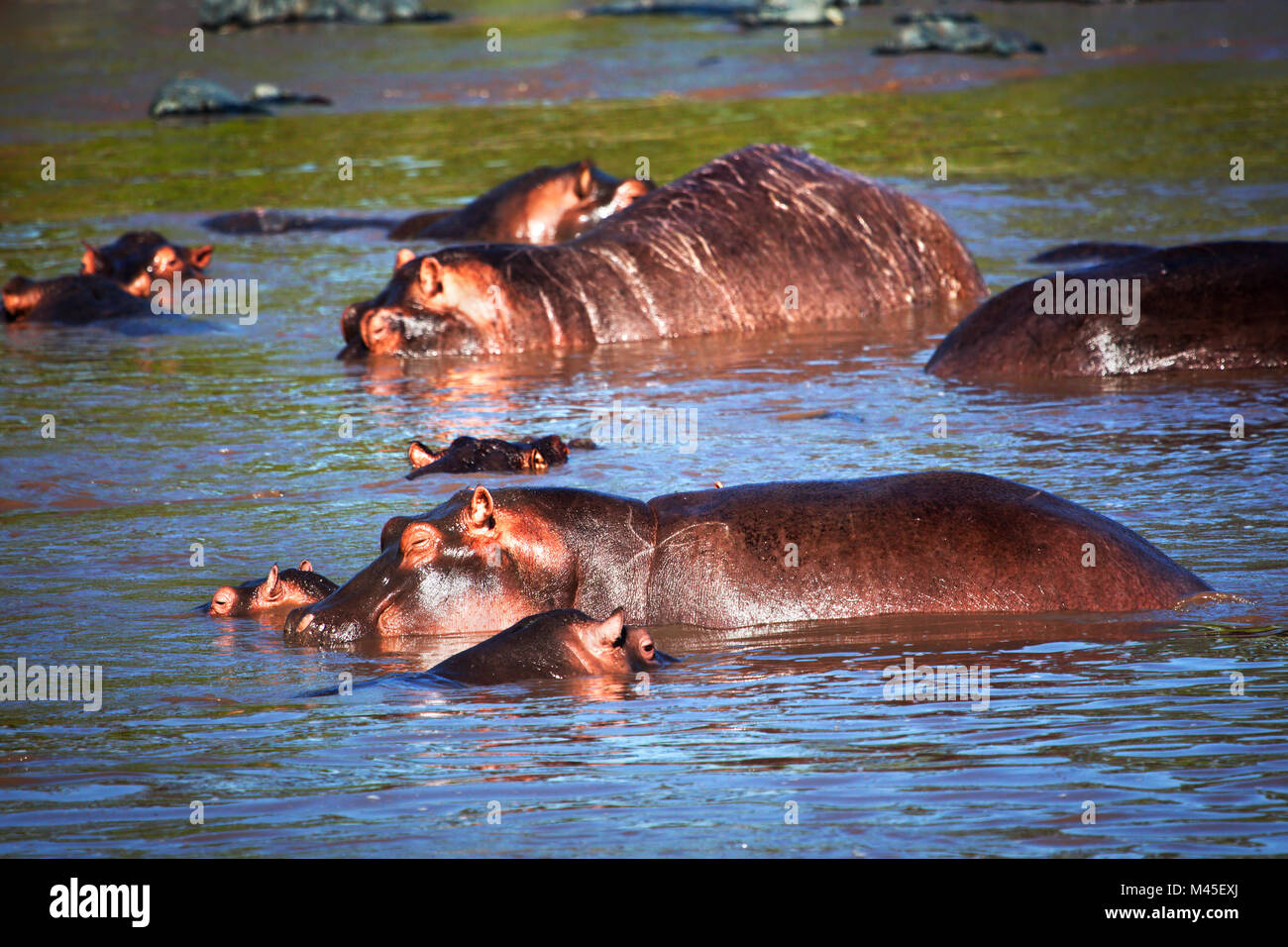 Hippo, hippopotamus in river. Serengeti, Tanzania, Africa Stock Photo