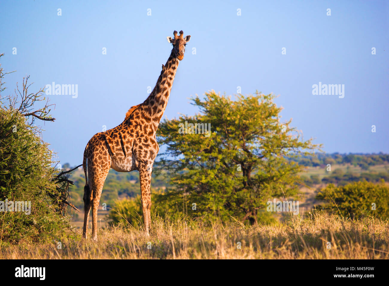Giraffe on savanna. Safari in Serengeti, Tanzania, Africa Stock Photo