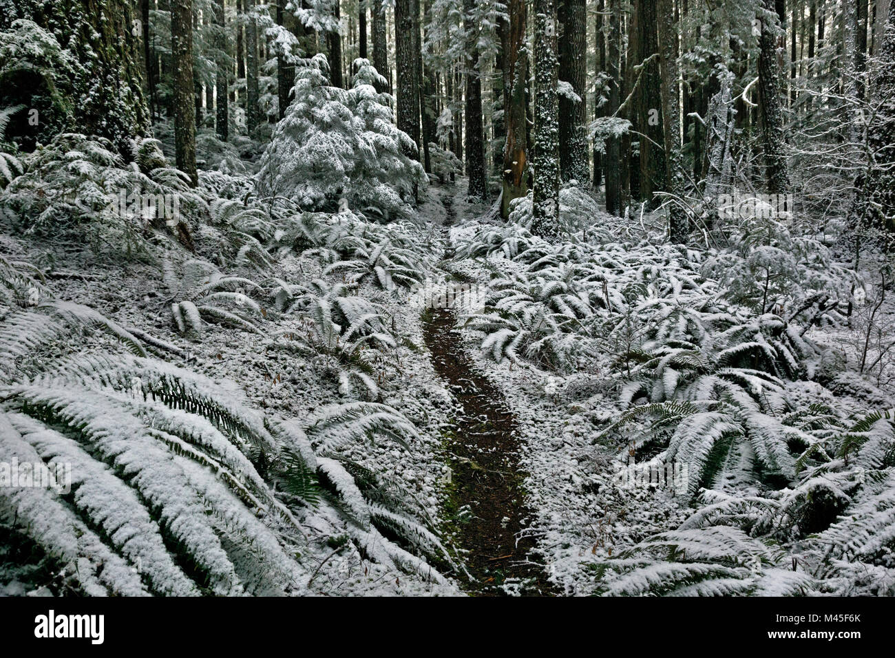 WA1341400...WASHINGTON Snow blanketing the ferns along the North