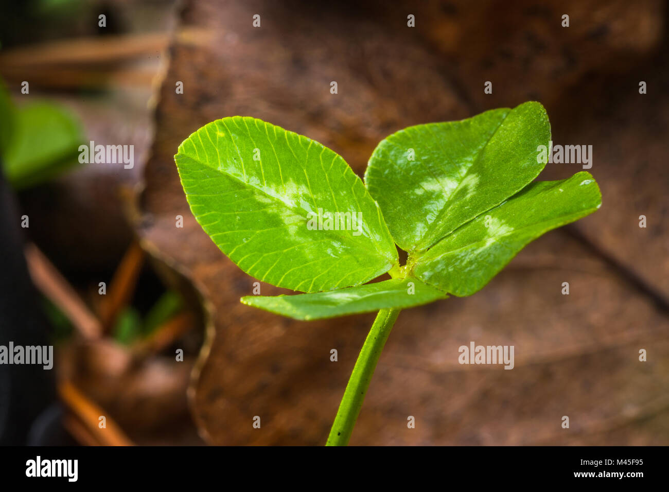 Horizontal backlit close-up photo of a green four leaf clover with brown leaves in the background Stock Photo