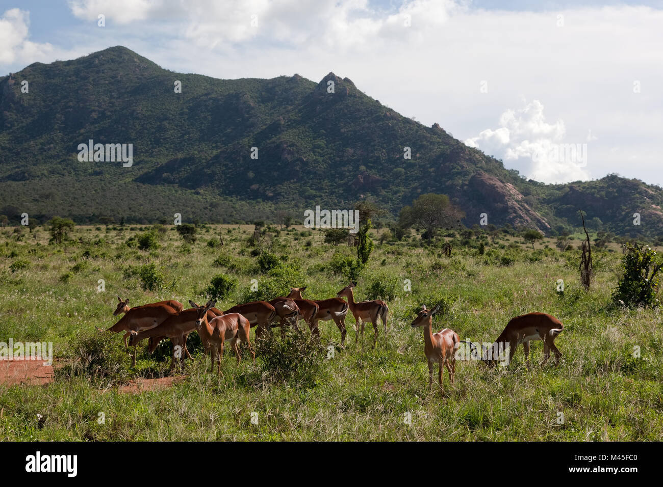 Impala's herd on savanna in Africa. Safari in Serengeti Stock Photo